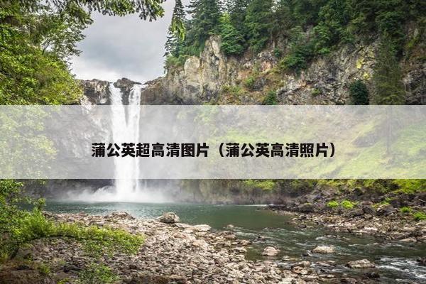 蒲公英超高清图片（蒲公英高清照片）