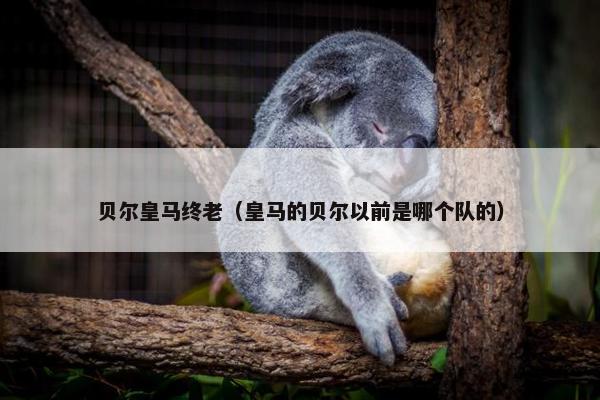 贝尔皇马终老（皇马的贝尔以前是哪个队的）