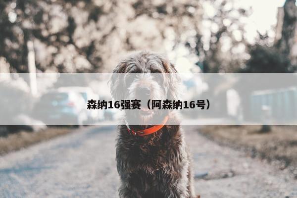 森纳16强赛（阿森纳16号）